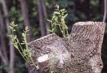 Comentario bíblico en el II Domingo de Adviento